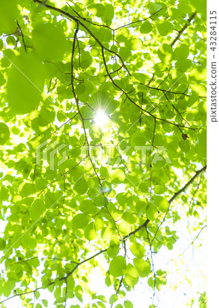 清新的綠色和陽光 清新的綠色和陽光 43284115