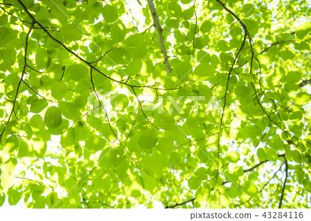 清新的綠色 43284116