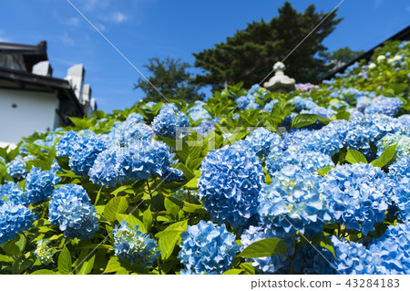 Hydrangea in full bloom 43284183