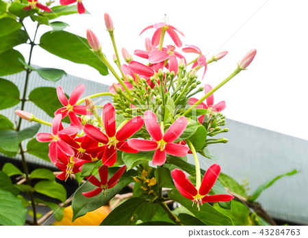 Red Rangoon Creeper or Chinese Honeysuckle Flowers Red Rangoon Creeper or Chinese Honeysuckle Flowers 43284763