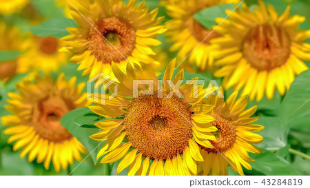 Sunflower flowers Sunflower flowers 43284819
