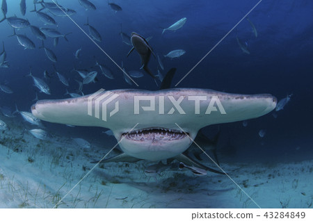 Smoked shark face 43284849