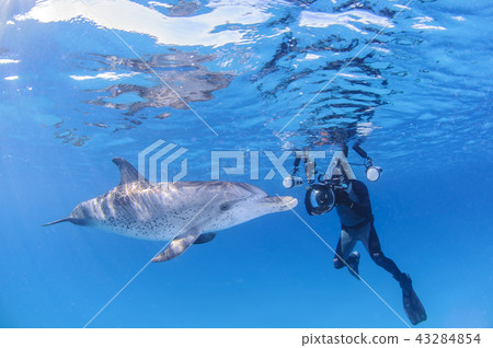 潛水員射擊海豚 潛水員射擊海豚 43284854