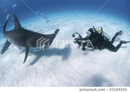 鎚頭和潛水員 43284856