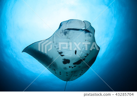 Manta at the Maldives Manta at the Maldives 43285704