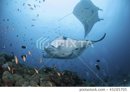 Manta at the Maldives 43285705