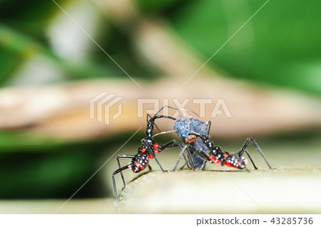 Horizontal snail turtle (larva, during feeding) 43285736