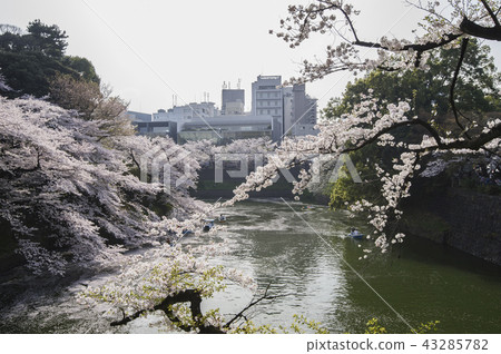 Spring flower viewing in Tokyo Spring flower viewing in Tokyo 43285782