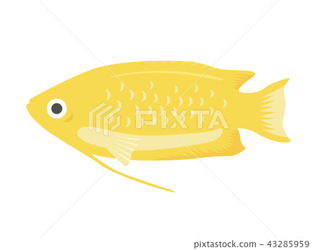 Illustration of tropical fish Gourami 43285959