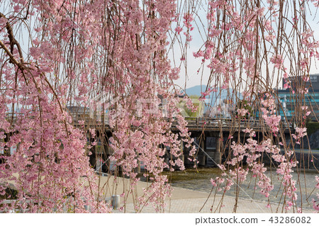 Sanjo Ohashi-Cherry blossoms 43286082