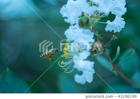 Bee bee insect fly flower pollen plant 43286199