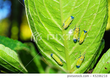 Tsunagogyo Oshoko 43286218