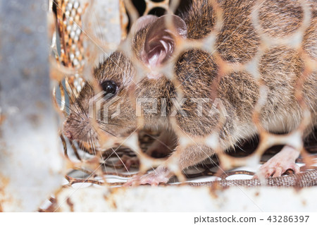 A big brown rat in cage trap or mouse trap. 43286397
