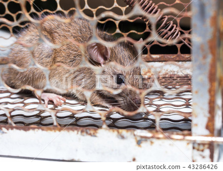 A big brown rat in cage trap or mouse trap. 43286426