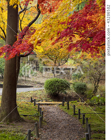 Higashiyama動物和植物園秋葉 照片素材 圖片 圖庫