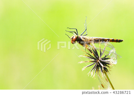 Akiakane (female) hanging on the seeds of Kosendangusa Akiakane (female) hanging on the seeds of Kosendangusa 43286721