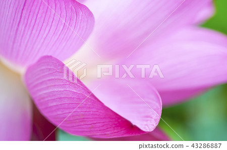pink lotus closeup and green background 43286887