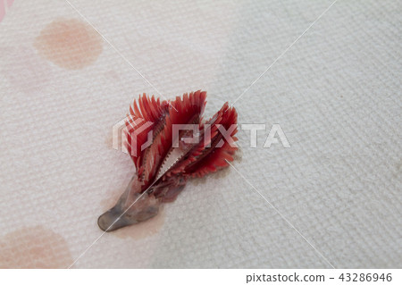 Anatomy of horse mackerel: Ella 43286946