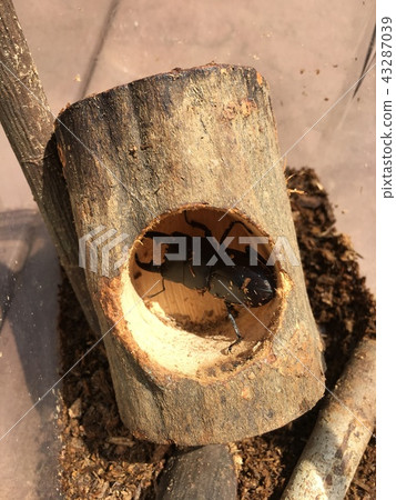 雄鹿甲蟲 43287039