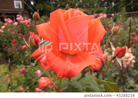 Rose Bushyu Rose Bushyu 43288216