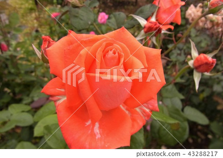 Rose Bushyu 43288217