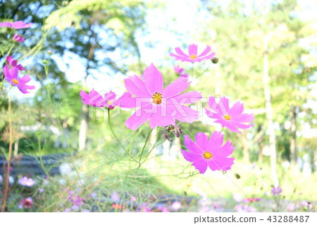 Cosmos of Namhansanseong Cosmos of Namhansanseong 43288487