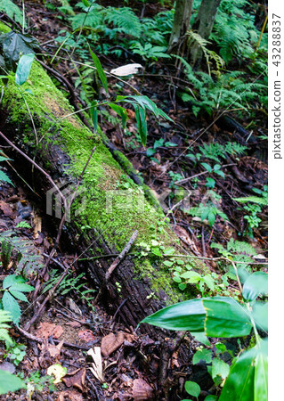 用青苔蓋的下落的樹 用青苔蓋的下落的樹 43288837