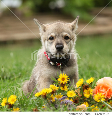 Puppy of Saarloos Wolfhound with flower Puppy of Saarloos Wolfhound with flower 43289496