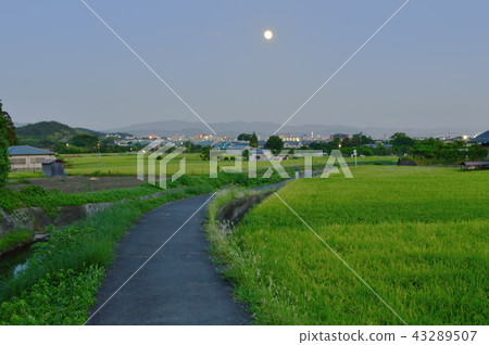 Moonlit evening countryside 43289507