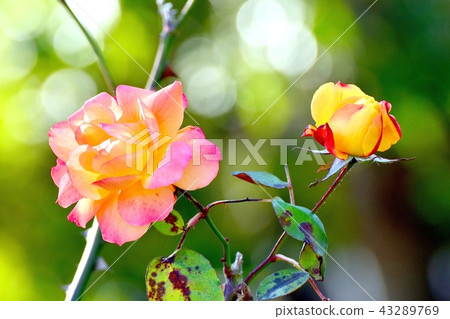 Rose of Anne Frank blooming in Mitaka Senkawa Park 43289769