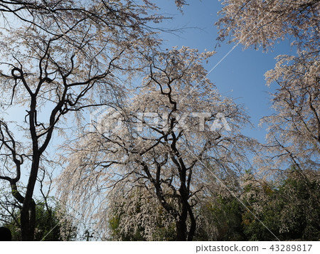 佐野美化的櫻花風景,Ukyo-ku,京都市 佐野美化的櫻花風景,Ukyo-ku,京都市 43289817