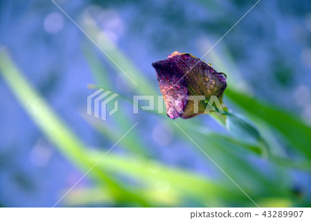 Close up of Purple Bearded Iris Flower in Garden 43289907