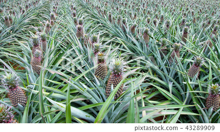 pineapple fruit field pineapple fruit field 43289909