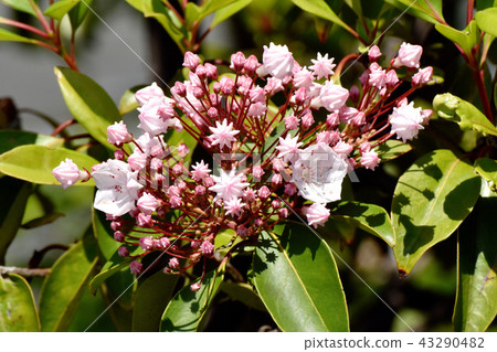 Karmia盛開在三鷹中原（美國杜鵑花） 43290482