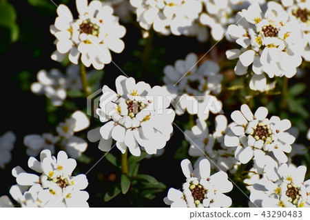 在三鷹中原開花的Iberis 43290483