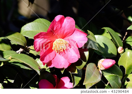 粉紅色的kangbaki盛開在三鷹中原（Yabutsubaki） 43290484