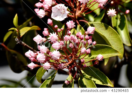 Karmia盛開在三鷹中原(美國杜鵑花) Karmia盛開在三鷹中原(美國杜鵑花) 43290485