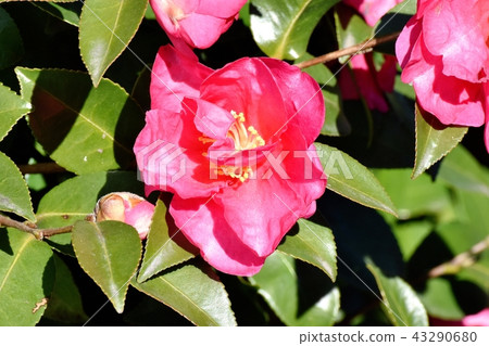 粉紅色的kangbaki盛開在三鷹中原（Yabutsubaki） 43290680