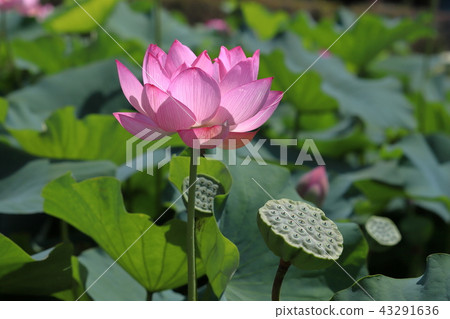 [Yamanashi Prefecture] Lotus flower of Chigasakikan ruins 43291636