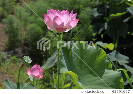 [Yamanashi Prefecture] Lotus flower of Chigasakikan ruins 43291637