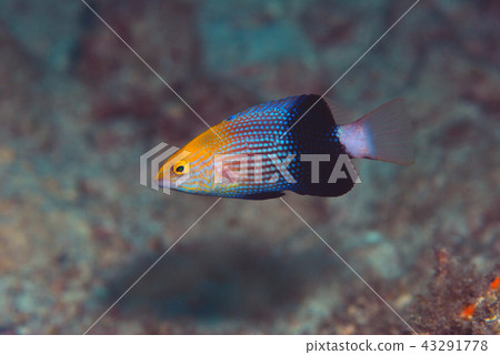 Hereglovera 43291778