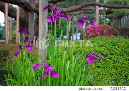 [Ishikawa] Kenrokuen, Negamimatsu and irises in early summer 43291822