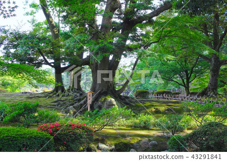 [Ishikawa Prefecture] Special National Scenic Spot, Kenrokuen Garden, Toraishi 43291841