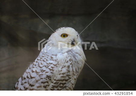White Owl / Ueno Zoo 43291854