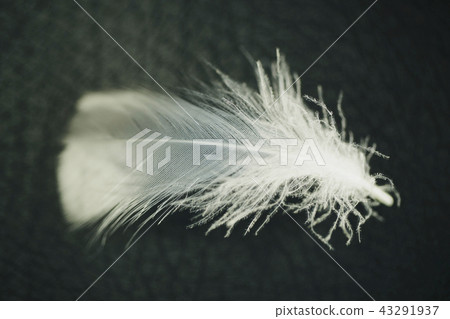 Black background Black background 43291937