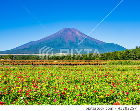 富士山和花田 富士山和花田 43292257