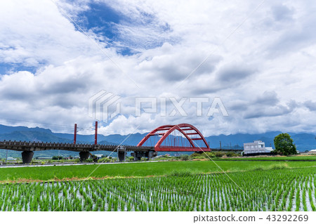 臺灣 花蓮 玉里 客城鐵橋 稻田 Hualien Red Bridge  台湾花蓮 43292269