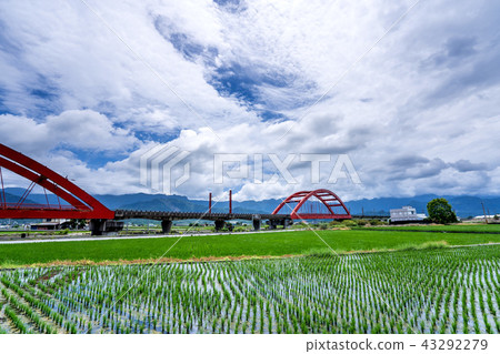 臺灣 花蓮 玉里 客城鐵橋 稻田 Hualien Red Bridge  台湾花蓮 43292279