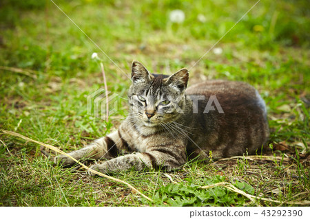 放鬆在草的野生貓 43292390