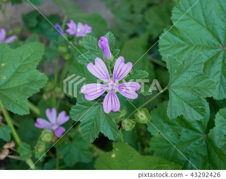 Usbenia Oy Malva sylvestris (Switzerland) Usbenia Oy Malva sylvestris (Switzerland) 43292426